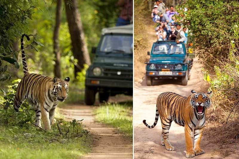 jaipur-ranthambore-one-day-tour
